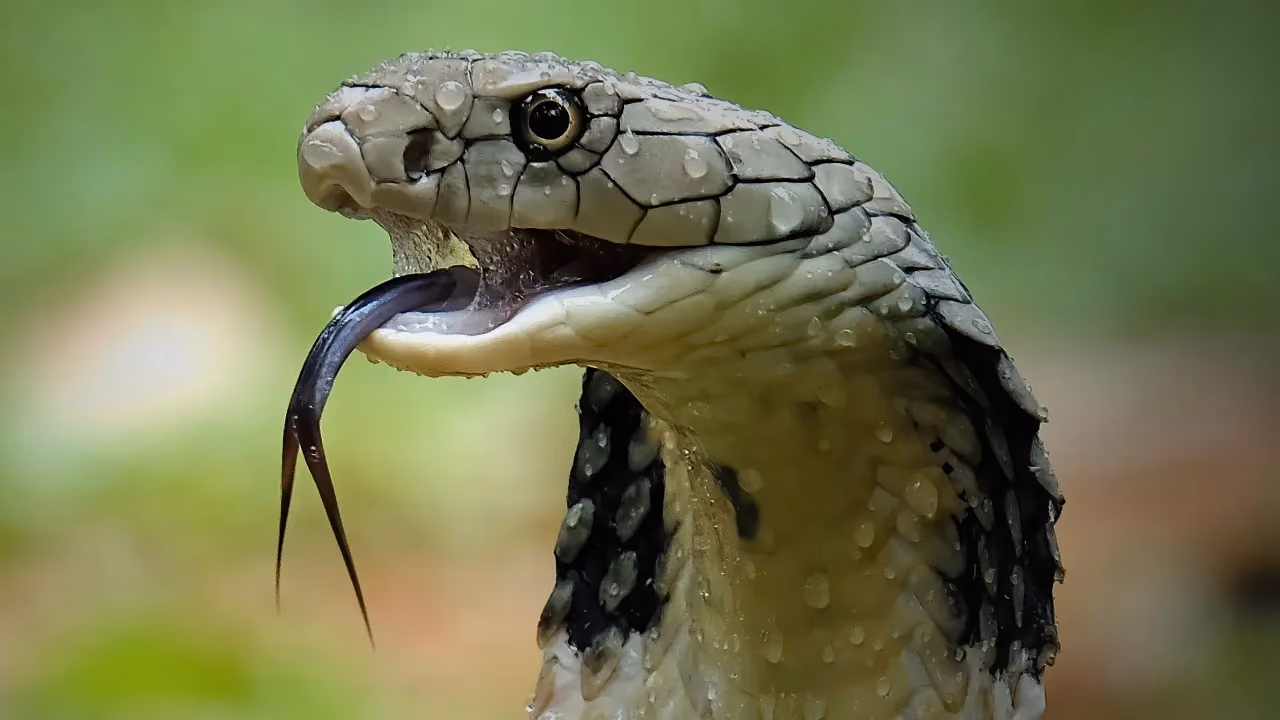 Pilot Successfully Lands Plane with Venomous Cobra in Cockpit